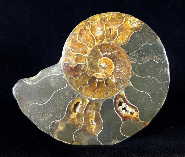 Cleoniceras (Grycia) besairiei COLLIGNON 1949 - Bild © FossNet FossilienStore